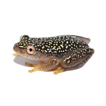 Starry Night Reed Frog